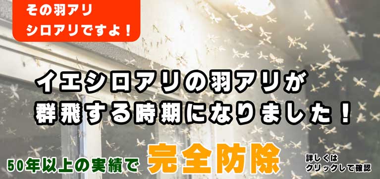 イエシロアリの羽アリが飛群する時期になりました|ネクストクリーンサービス