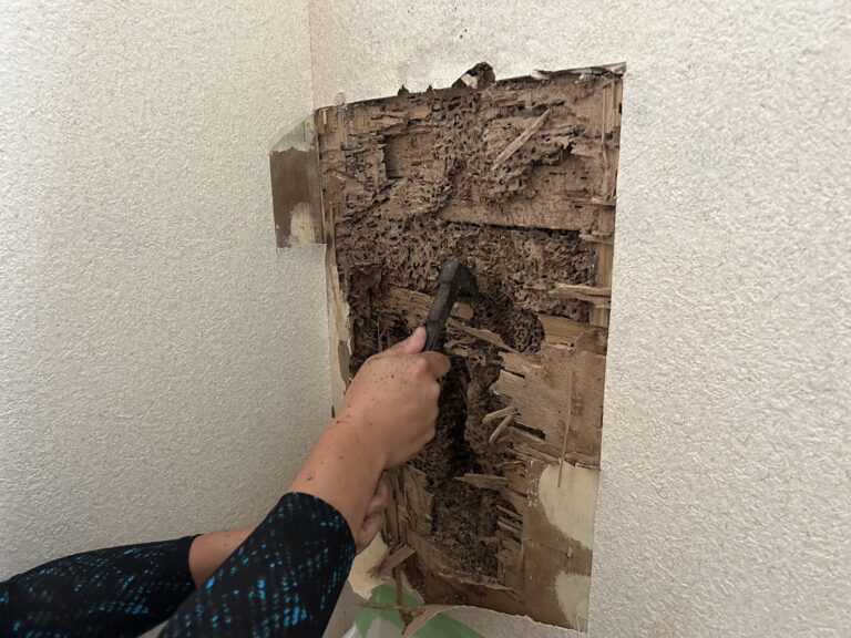 シロアリ駆除の画像|ネクストクリーンサービス